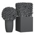 Potted Topiary Buxus 01 - Thumbnail 4