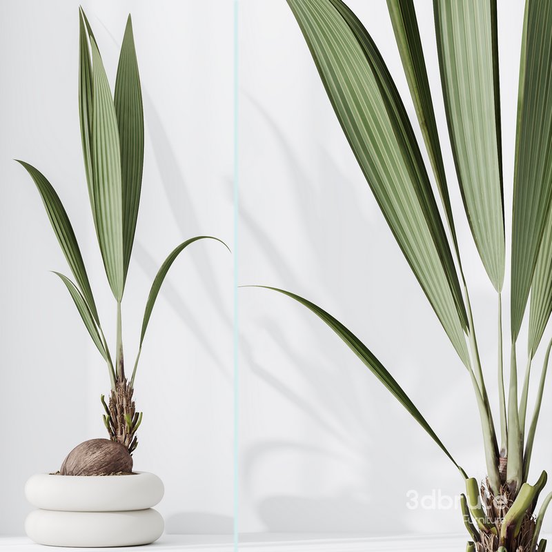 Indoor plant set 01 Image 2