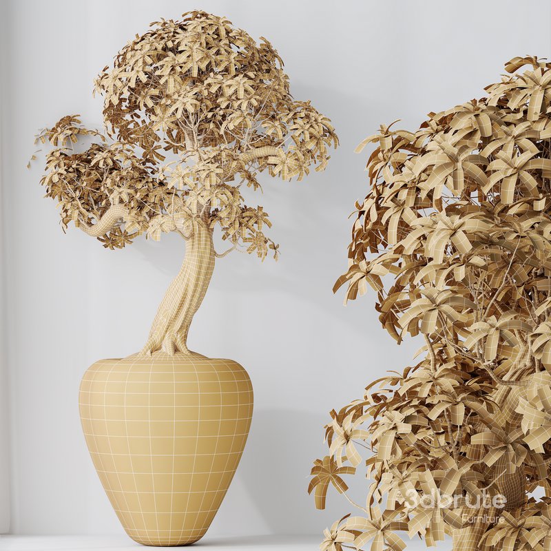 HQ HousePlants Ficus Retusa Microcarpa Bonsai Ginseng08 Image 3