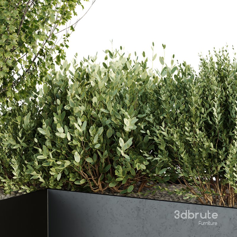 HQ Tree and bush garden box outdoor VOL 57 Image 4