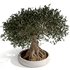 bonsai indoor plant set 03 3D model - Thumbnail 6
