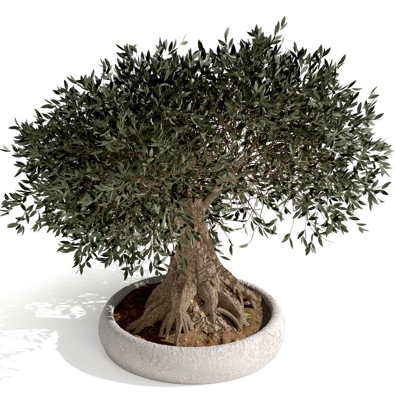 bonsai indoor plant set 03 3D model Image 6
