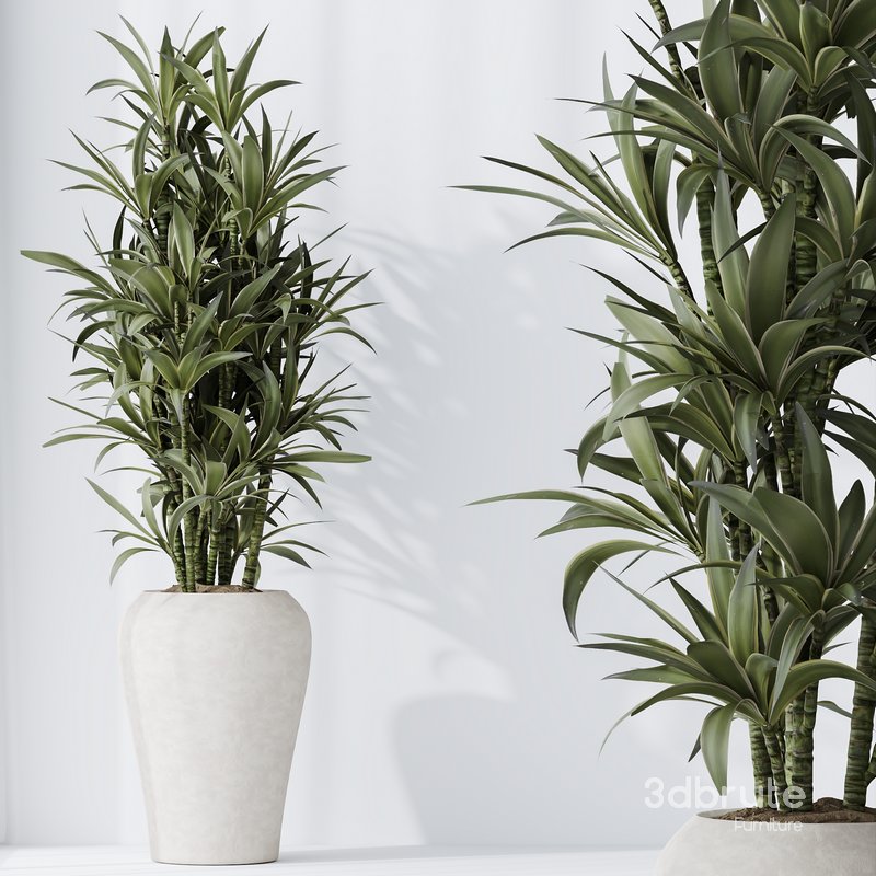 Dracaena Warneckii Lemon and Rhapis Excelsa vases Image 2