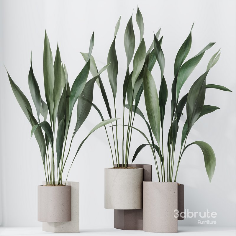 HQ HousePlants Aspidistra Elatior Cast iron Plant Set02 Image 4