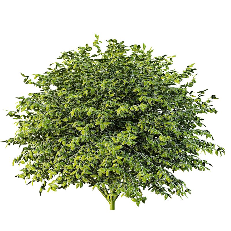 Dwarf Burning Bush01 Image 4