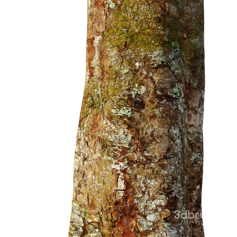 Spherical tree01 Image 4