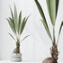 HousePlants Genus Cocos nucifera Coconut Palm - Thumbnail 4