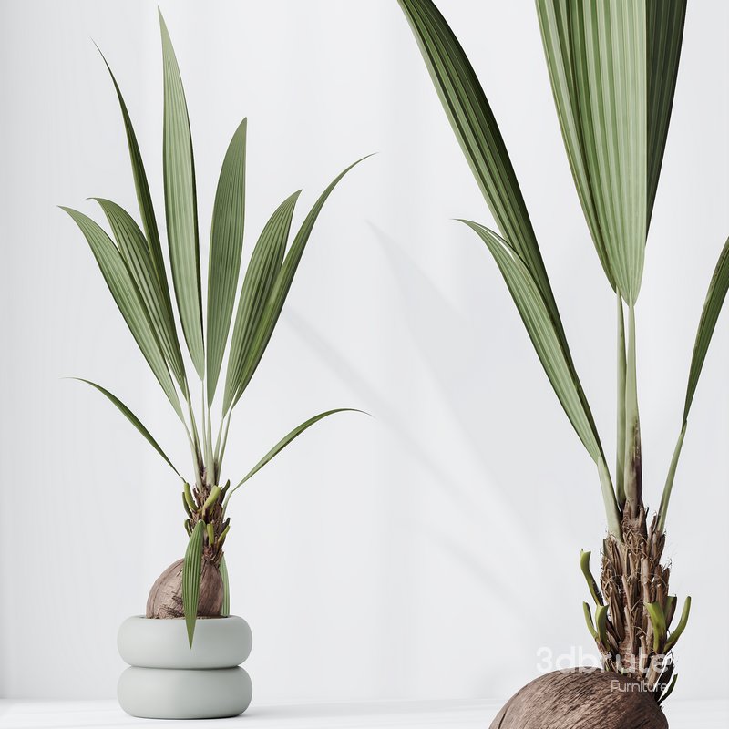 HousePlants Genus Cocos nucifera Coconut Palm Image 4