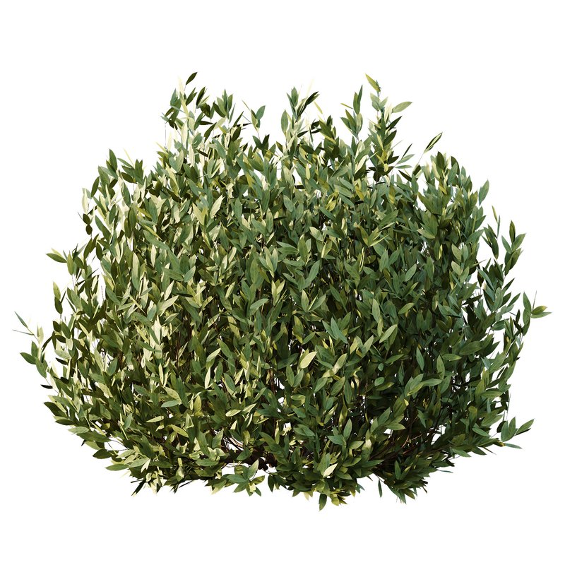 Dwarf Burning Bush03 Image 4