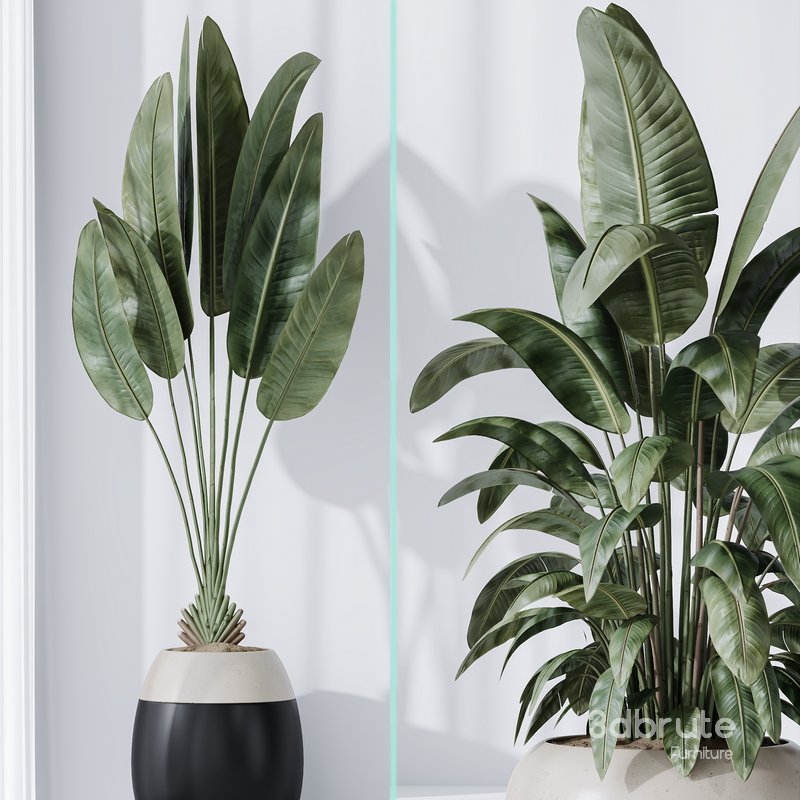 Licuala Grandis Ruffled Fan Palm Image 2