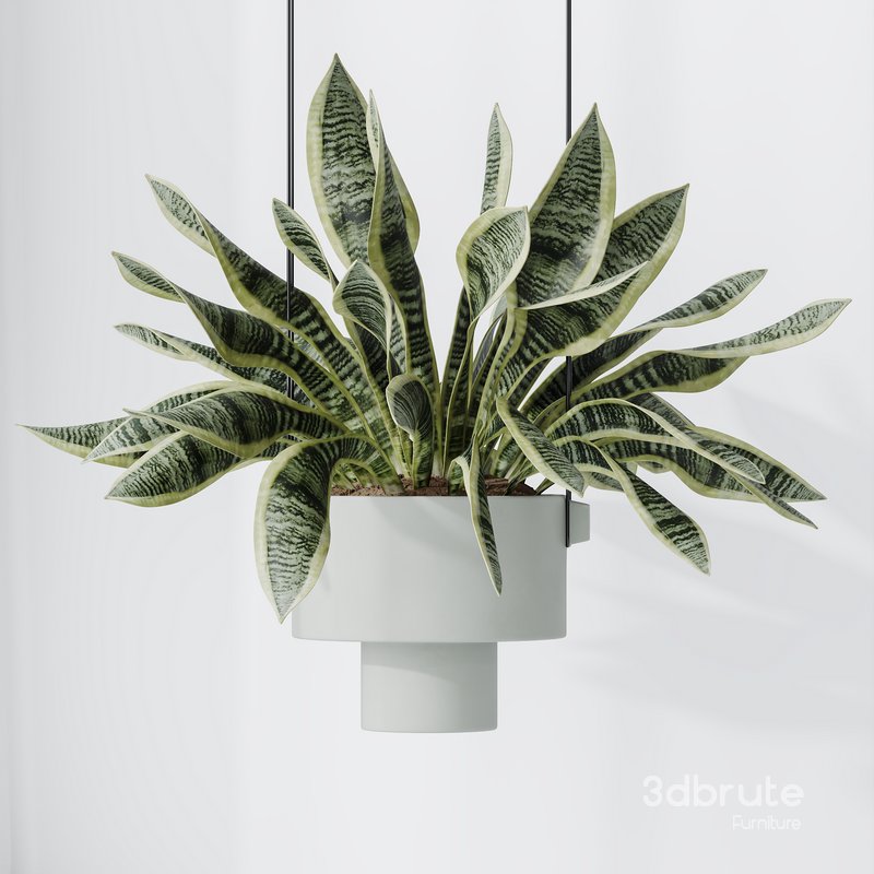 HQ HousePlants Snake Green Sansevieria Trifasciata Laurentii Rubia Set02 Image 4