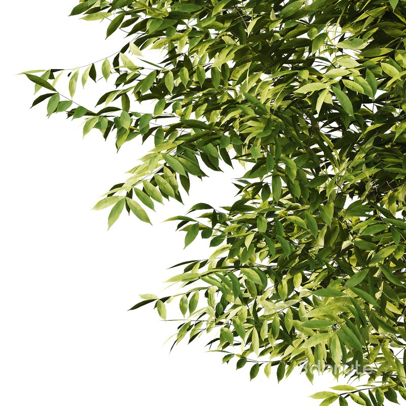 Manchurian Ash Tree02 Image 4