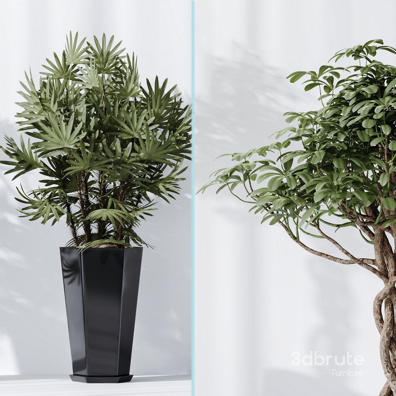 Indoor plant set 04 Image 4