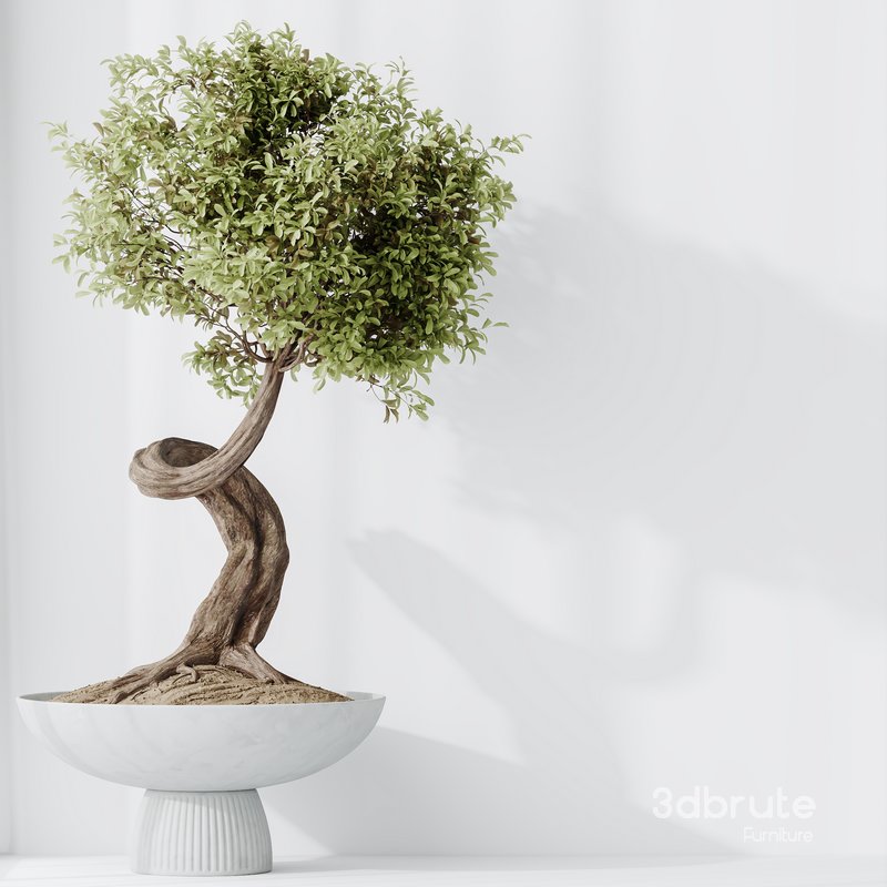 HousePlants Ficus Retusa Microcarpa Bonsai Ginseng02 Image 4