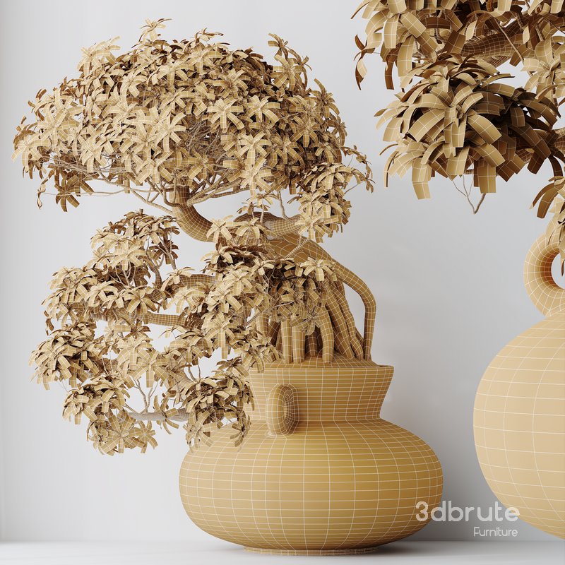 HQ HousePlants Ficus Retusa Microcarpa Bonsai Ginseng09 Image 2