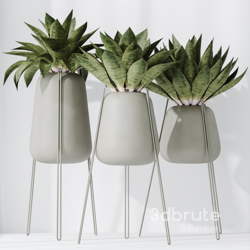 HousePlants Snake Green Sansevieria Trifasciata Robusta Set02 Image 4