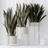 HQ HousePlants Snake Green Sansevieria Trifasciata Robusta - Thumbnail 4