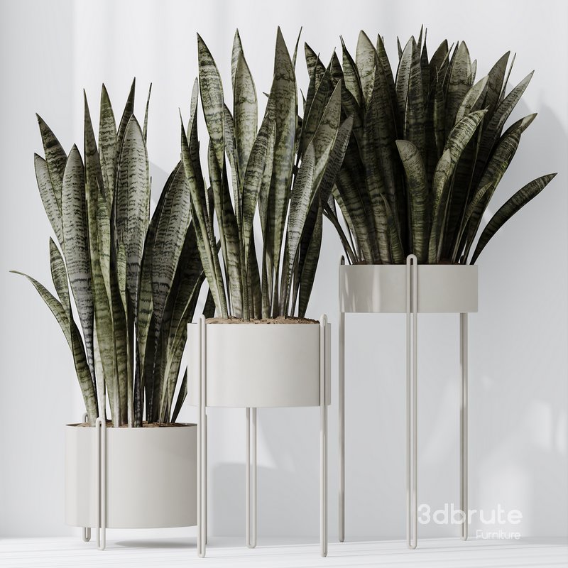 HQ HousePlants Snake Green Sansevieria Trifasciata Robusta Image 4