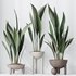 HQ HousePlants Aspidistra Elatior Cast iron Plant - Thumbnail 4