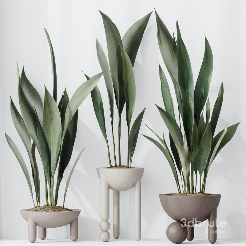 HQ HousePlants Aspidistra Elatior Cast iron Plant Image 4