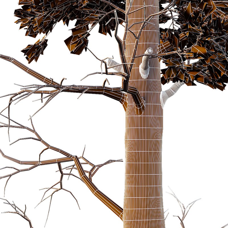 Chamaecyparis thyoides Tree01 Image 4