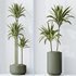 Dracaena Warneckii Lemon Lime Cane Dragon - Thumbnail 2