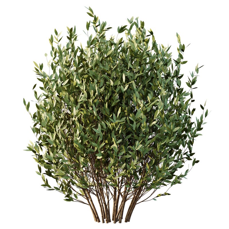 Dwarf Burning Bush03 Image 5