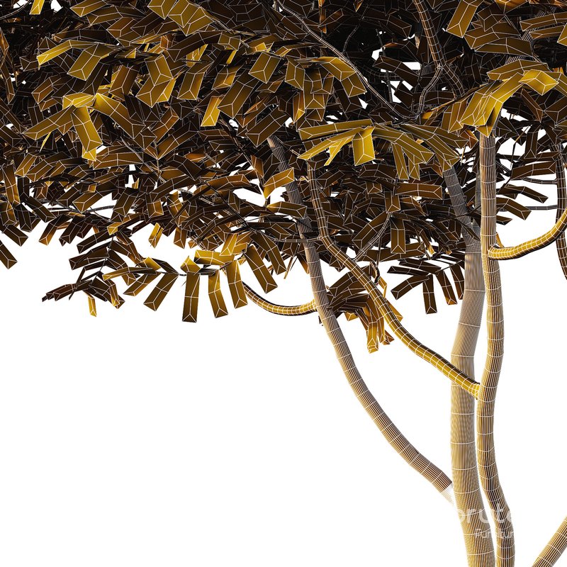 Manchurian Ash Tree02 Image 5