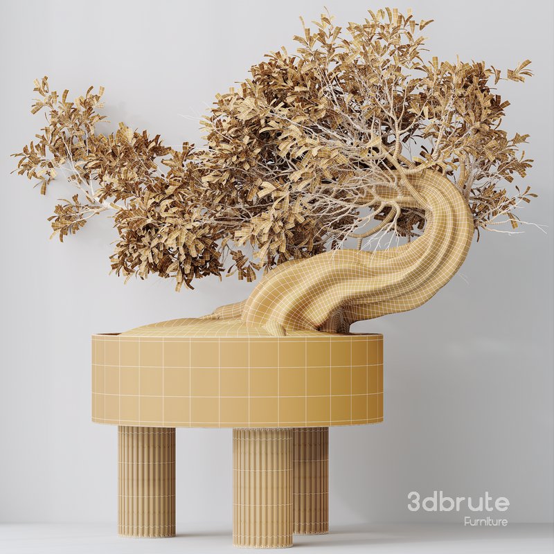 HousePlants Ficus Retusa Microcarpa Bonsai Ginseng Image 5