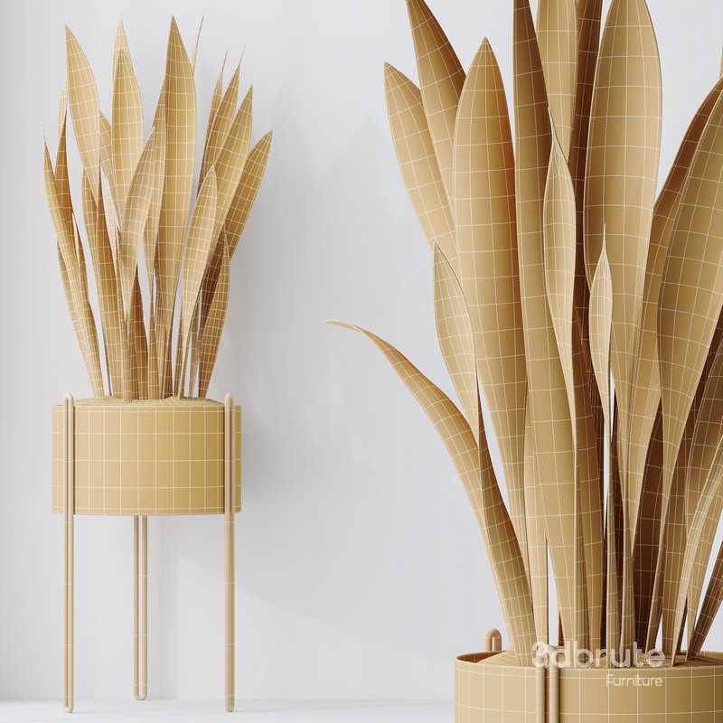 HQ HousePlants Snake Green Sansevieria Trifasciata Robusta Image 5