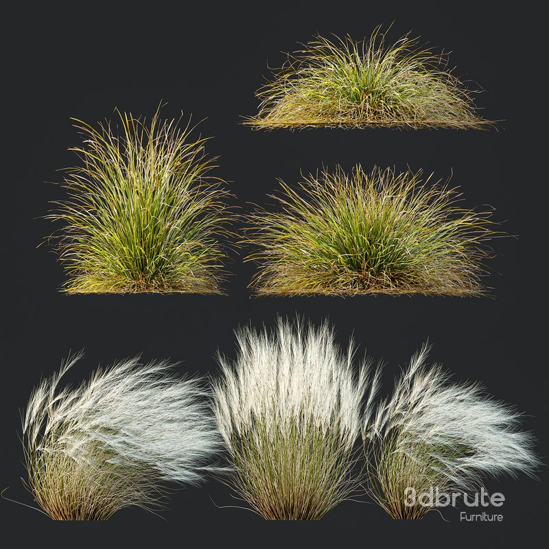 Anemanthele lessoniana and Ostnica Mocna Pony Tails Image 4