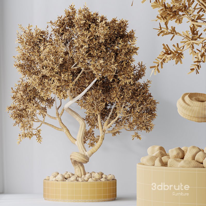 HQ HousePlants Ficus Retusa Microcarpa Bonsai Ginseng06 Image 5