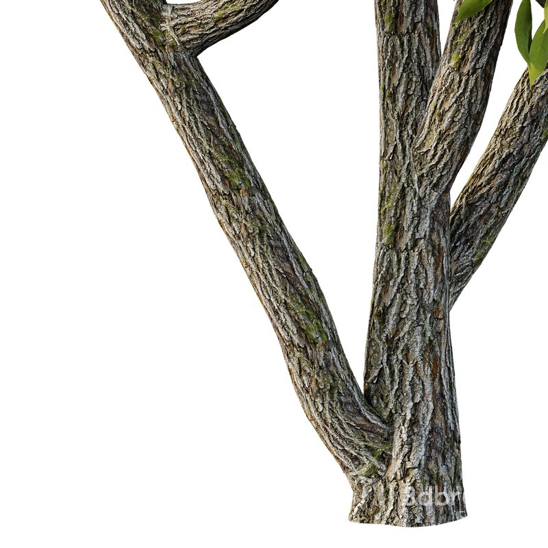 Manchurian Ash Tree01 Image 5