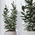 Rubber Ficus Elastica Abidjan Melany vases - Thumbnail 4
