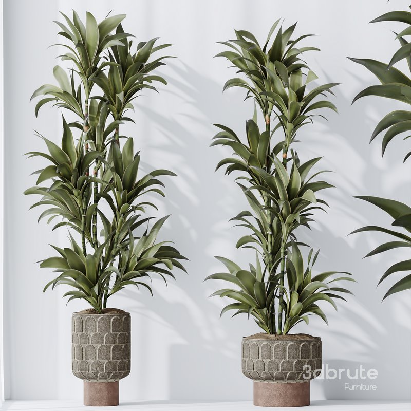 Dracaena Warneckii Lemon Lime Cane Dragon Image 4