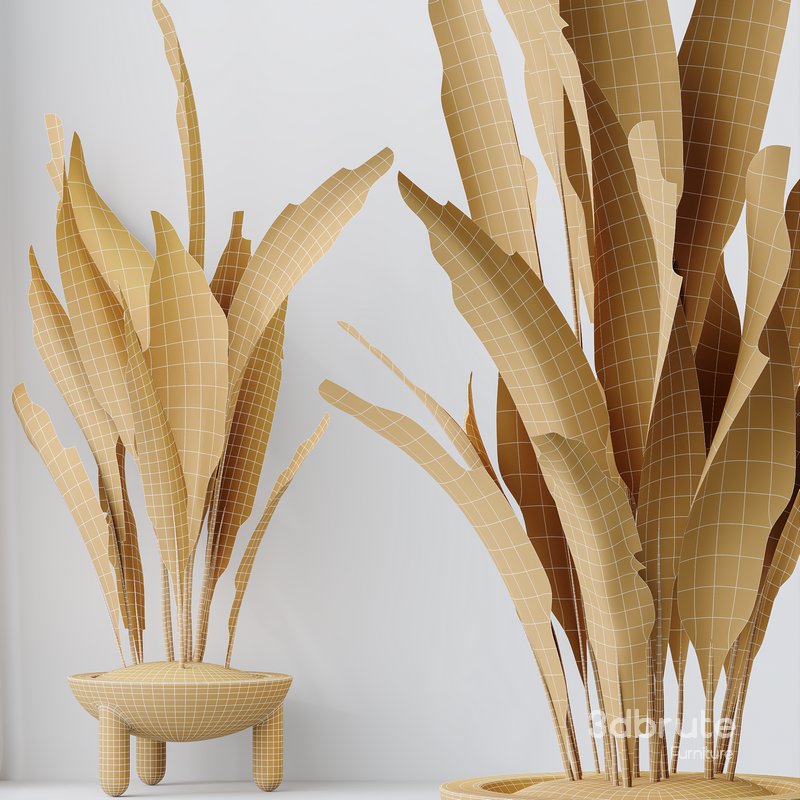 HQ HousePlants Aspidistra Elatior Cast iron Plant Image 5