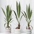 HousePlants Genus Cocos nucifera Coconut Palm - Thumbnail 5