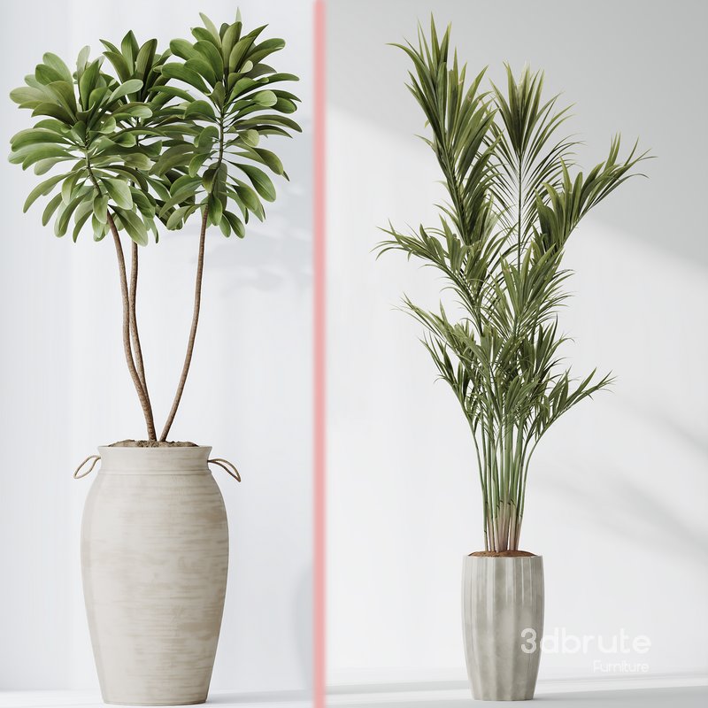 Indoor plant set 03 Image 4