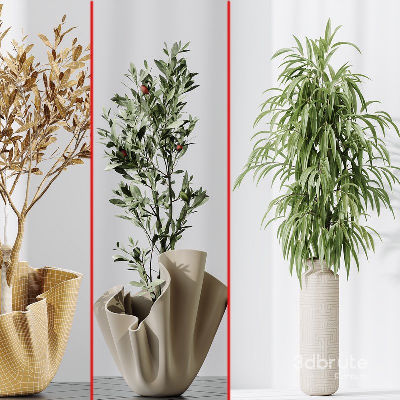 Maclellandii Braid and Mission Olive Tree Indoor Vase Image 4