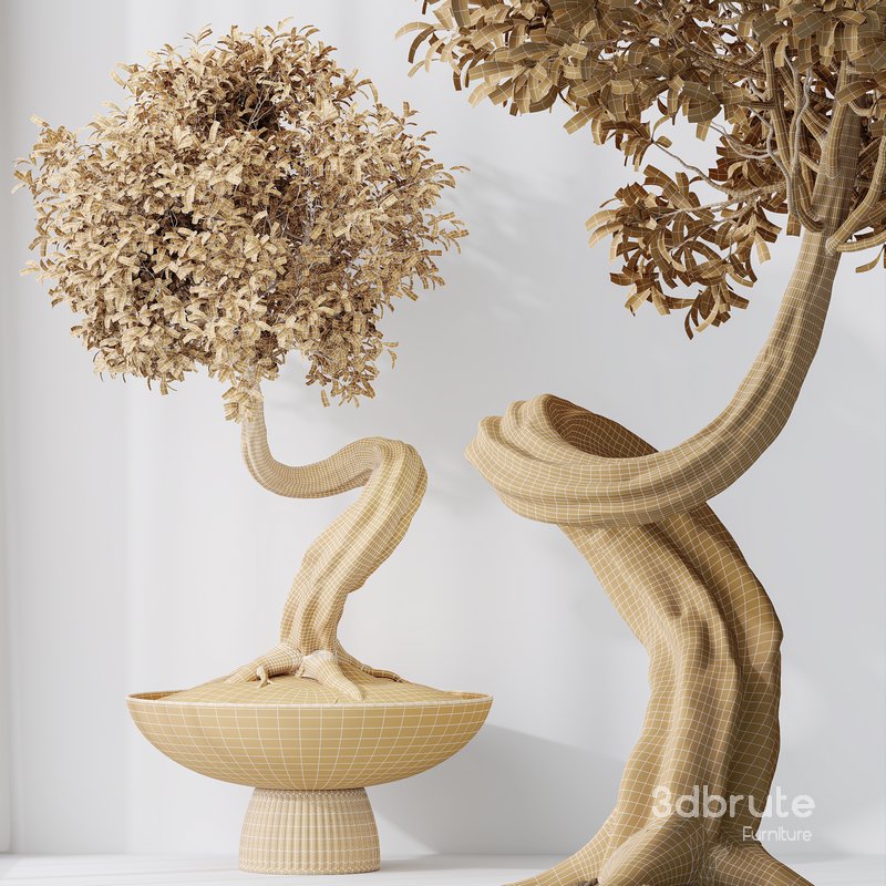 HousePlants Ficus Retusa Microcarpa Bonsai Ginseng02 Image 5