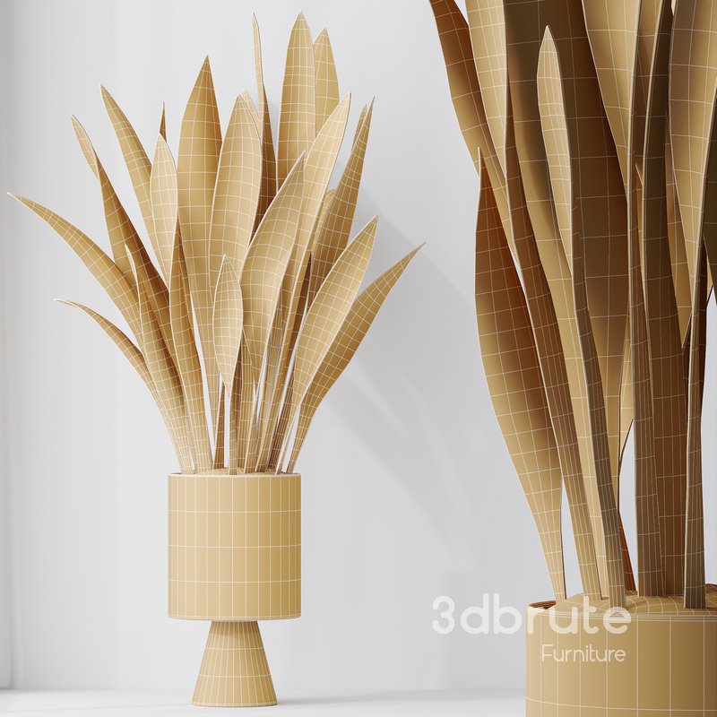 HousePlants Snake Green Sansevieria Trifasciata Laurentii Rubia Image 5