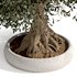 bonsai indoor plant set 03 3D model - Thumbnail 4