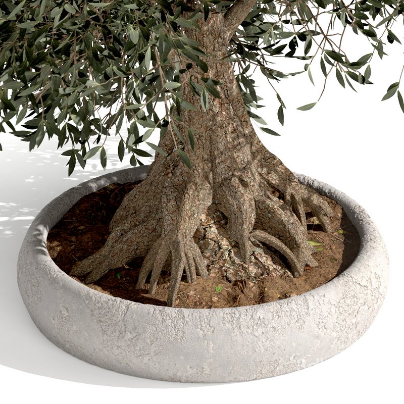 bonsai indoor plant set 03 3D model Image 4