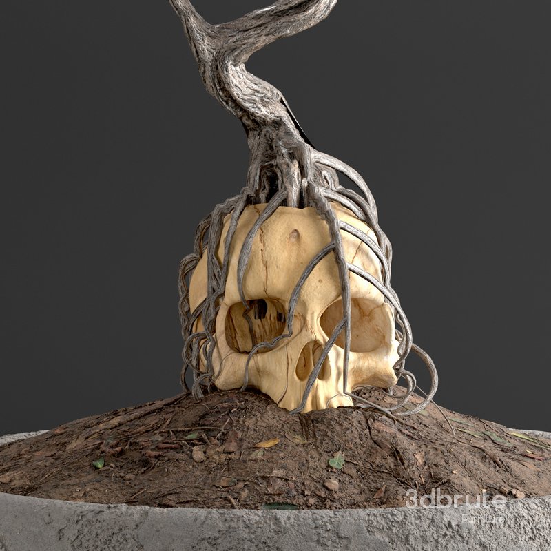 bonsai on skull in pot 09 Image 3
