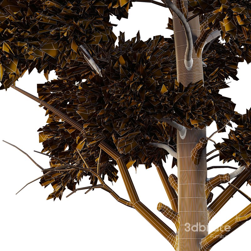 Chamaecyparis thyoides Tree03 Image 5