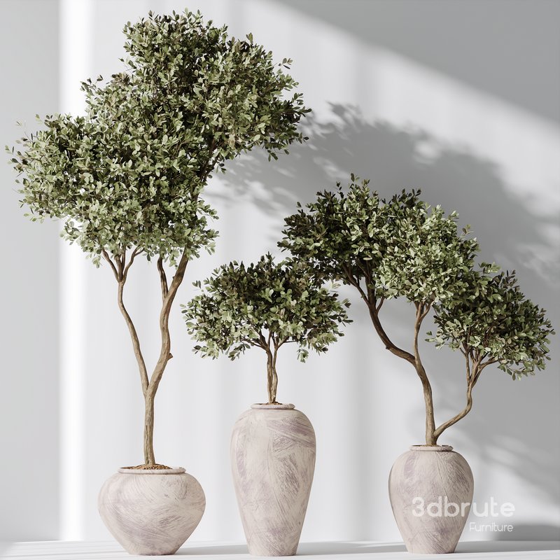 Artificial Olivo Olea Tree Indoor Vase Image 5