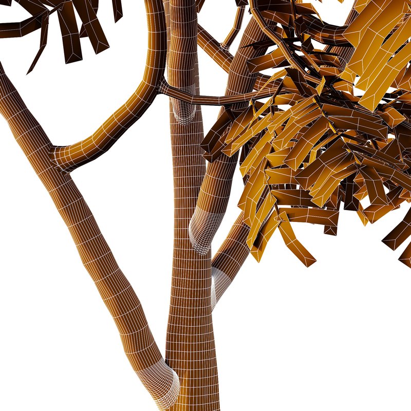 Manchurian Ash Tree01 Image 6