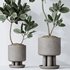 Rubber Ficus Elastica Abidjan Melany vases - Thumbnail 5