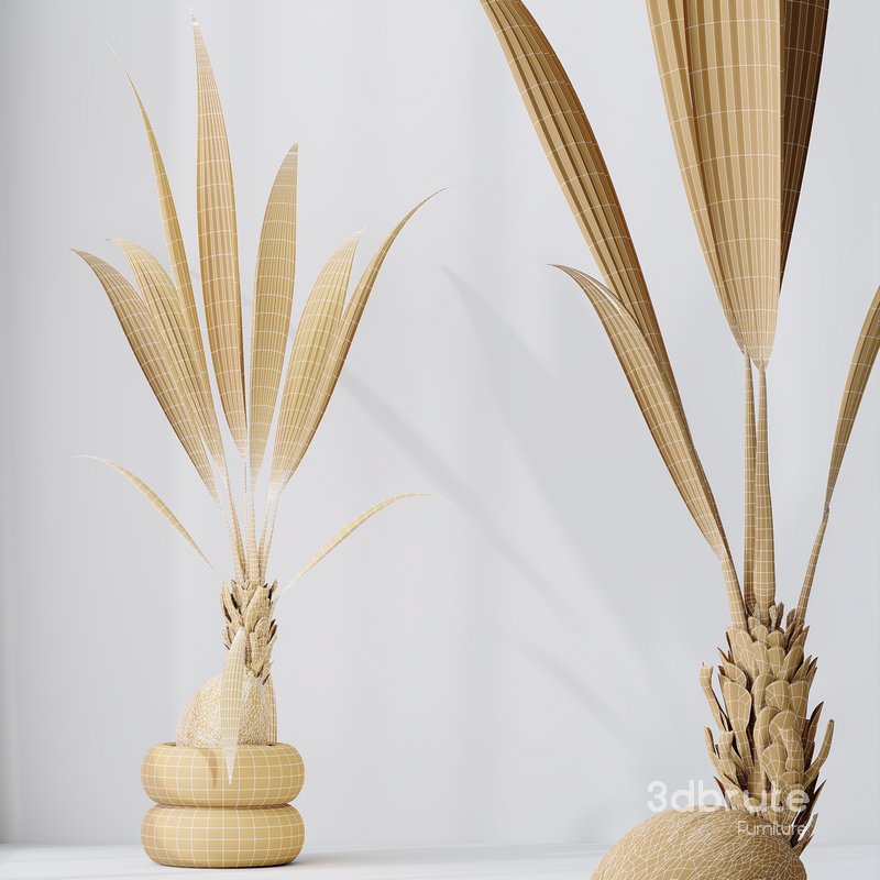 HousePlants Genus Cocos nucifera Coconut Palm Image 6