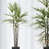 Areca Majesty Cat Reed Palm and Rhapis Excelsa Lady Palm vases - Thumbnail 5